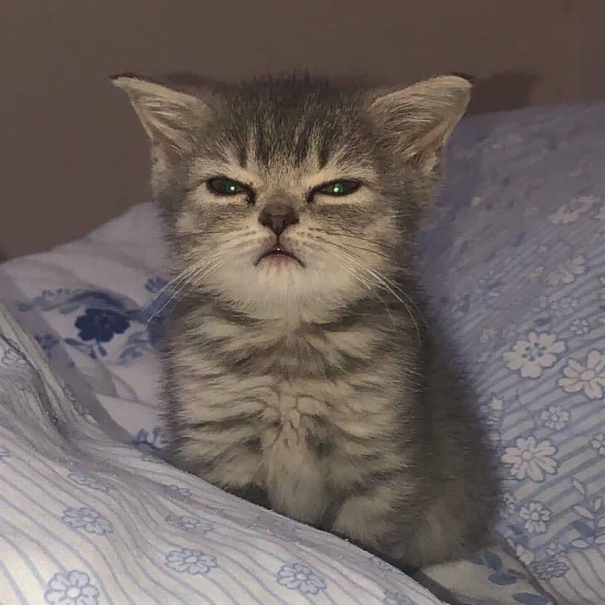 Коты как смысл жизни