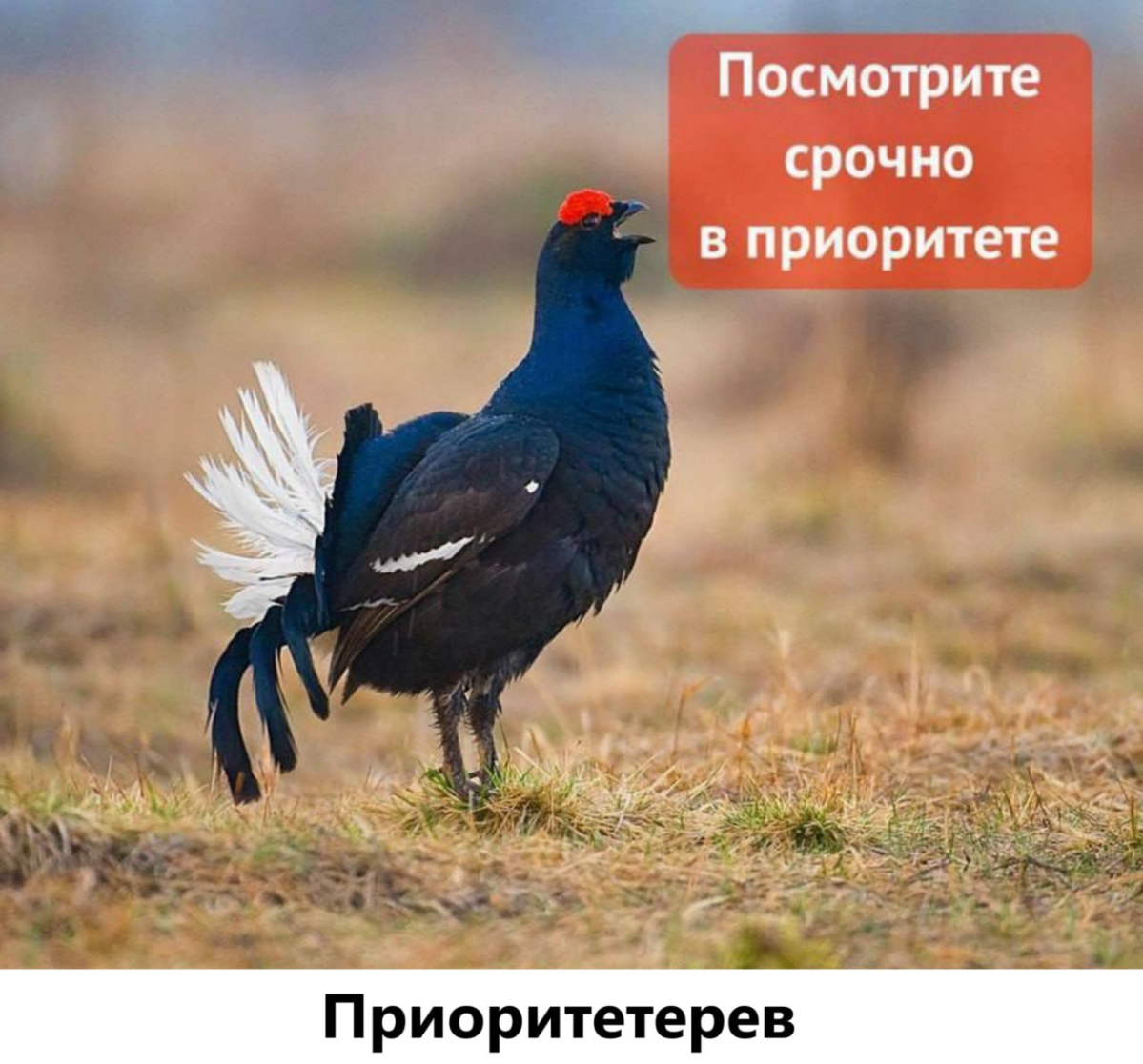 Вечерний #мем | Сетка — социальная сеть от hh.ru