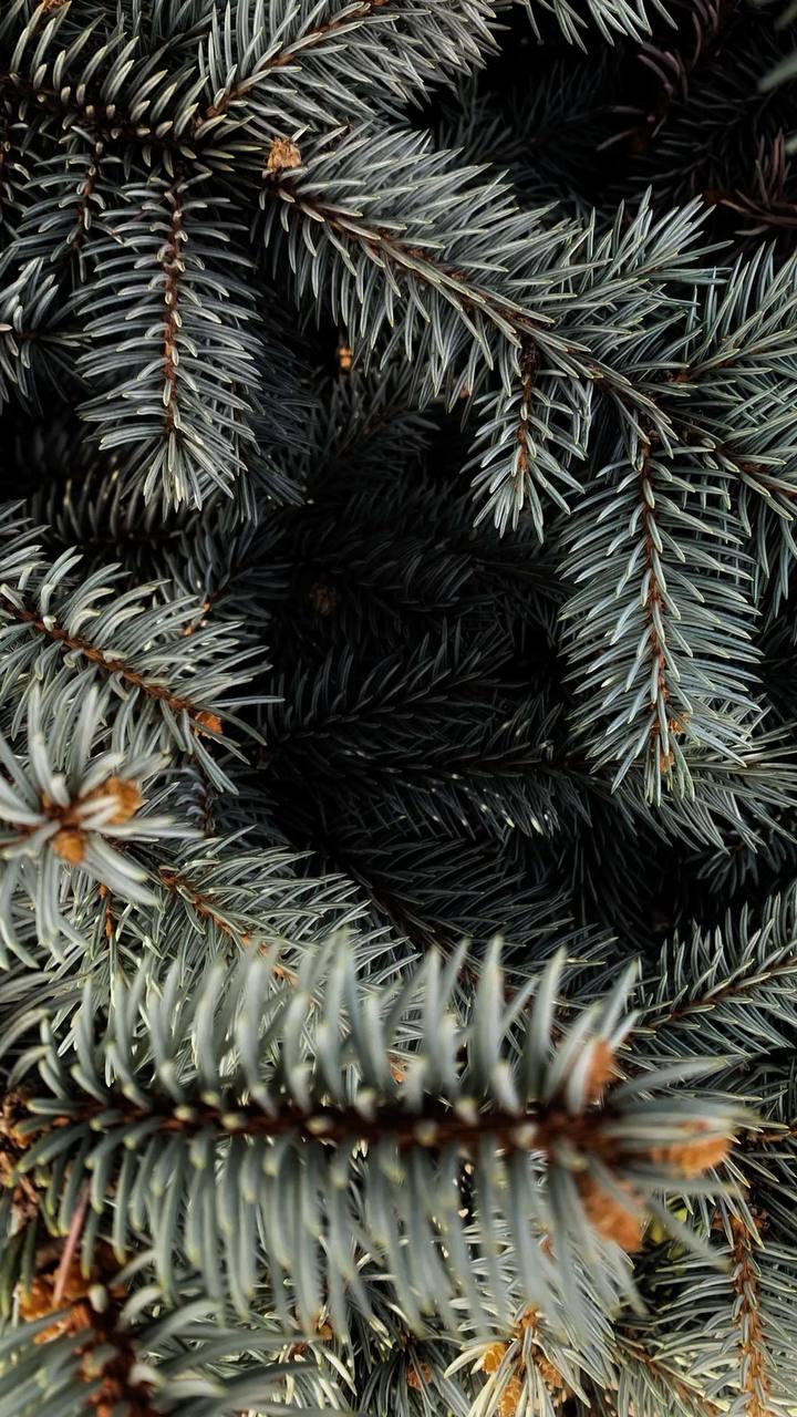 🌲Акция «Елочный круговорот» начнется в Москве уже через месяц
С 2 января по 28 февраля по всей столице начнут работать пункты приема новогодних деревьев (ель, сосна и пихта)
Из хвойных красавиц сделаю... | Сетка — социальная сеть от hh.ru