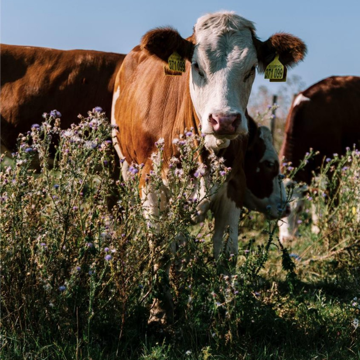 МОЛОКО ВСЕЯ РУСИ И ЛЕКОМЦЕВ ДЕНИС МИХАЙЛОВИЧ ИСПОЛНЯЕТ ЗАКАЗЫ КЛИЕНТОВ ПО ПОСТАВКАМ НА ПРЕДПРИЯТИЯ