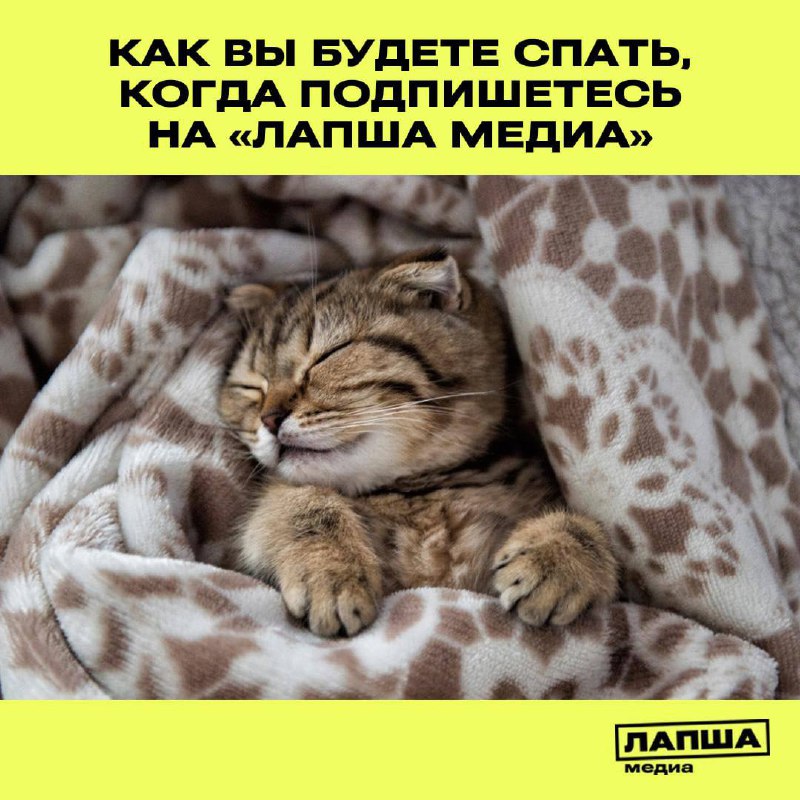 🥸 Мошенники всегда на шаг впереди. Как защитить себя от новых схем, которые появляются каждый день?
Ответ на этот вопрос вы найдете в канале «Лапша Медиа» | Сетка — социальная сеть от hh.ru