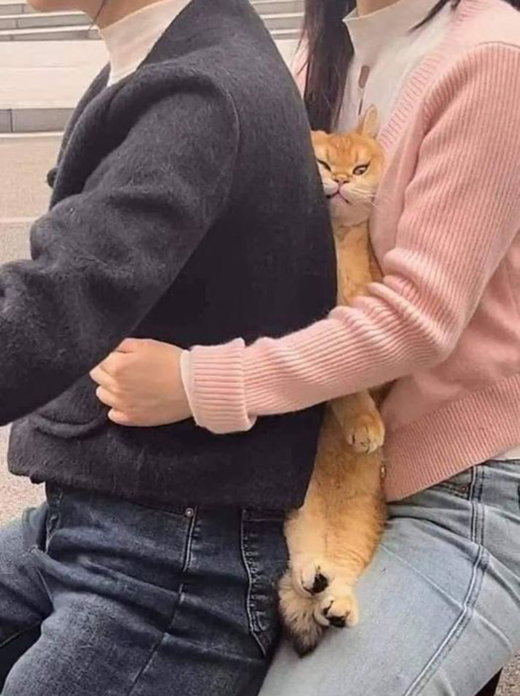 Куда ж без котиков 🐱 👍 https://t.me/hellogarag/202
#кот #коты #котики | Сетка — социальная сеть от hh.ru