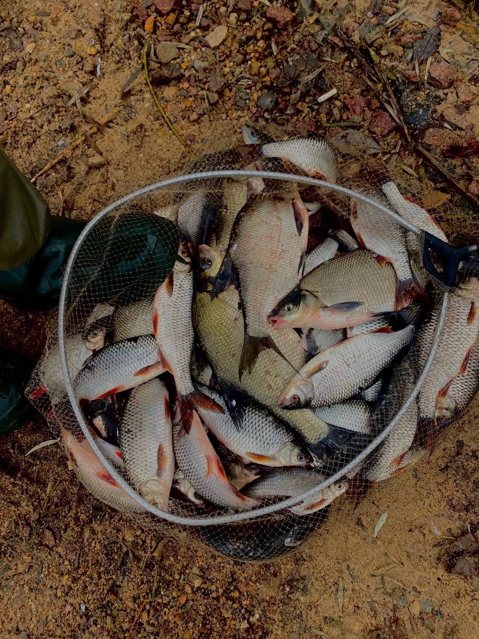 Рыбалка на Десногорском водохранилище (водохранилище Смоленской АЭС) в декабре
Зима в этом году к нам не спешит | Сетка — социальная сеть от hh.ru