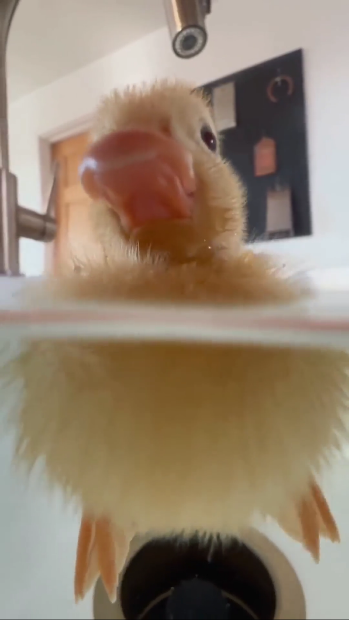 Утки-у-у.. милые 🥰 видео тут 👉 https://t.me/zestforlive/194
#петпроект #petproject #pet | Сетка — социальная сеть от hh.ru