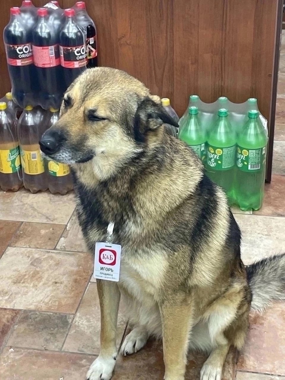 🐕 Найдет самый лучший сотрудник
Пушистый работник по кличке Игорь ещё проходит стажировку, но уже завоевал сердца посетителей.
@stvadvor | Сетка — социальная сеть от hh.ru