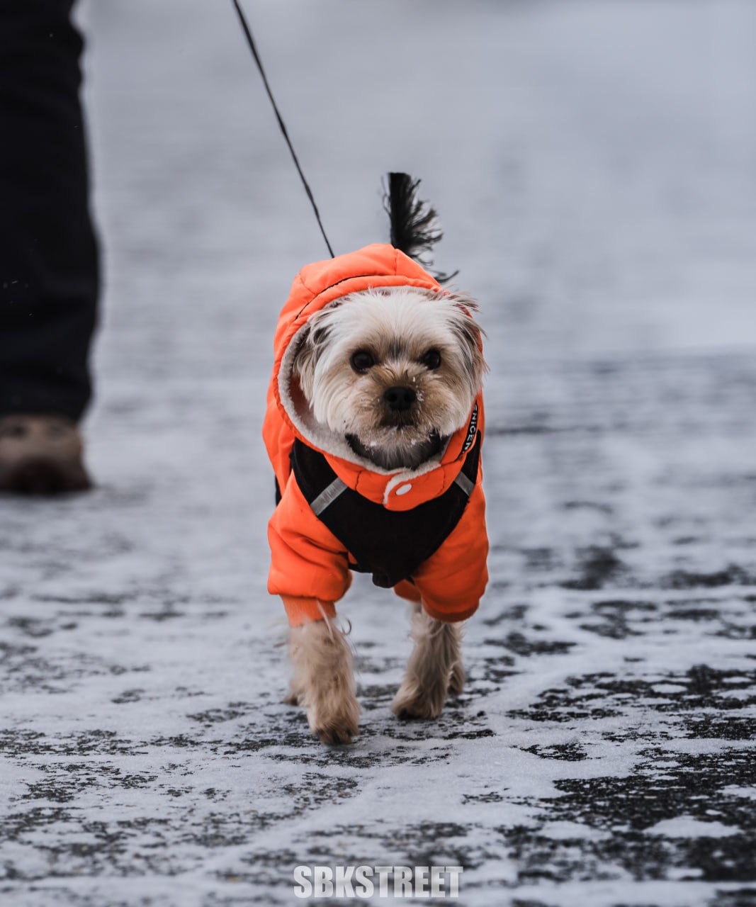 ❤️ 3 | 🐶 |➡️ 150 | sbkstreet
- а сможем накликать 150 реакций ему? | Сетка — социальная сеть от hh.ru