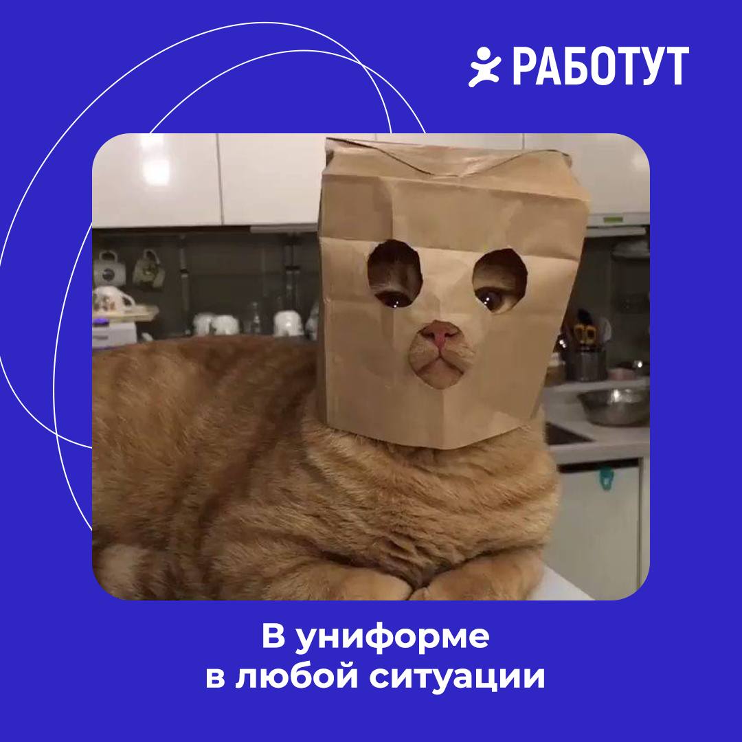 Виды курьеров в Работут!
Как думаешь, какой вид встречается чаще всего?😄 | Сетка — социальная сеть от hh.ru