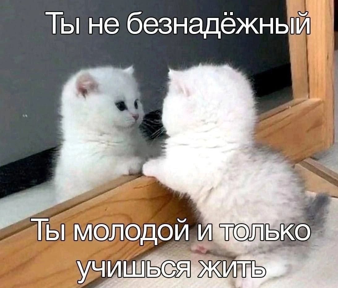 ➡️ отправь в телеге мем коллеге | Сетка — социальная сеть от hh.ru