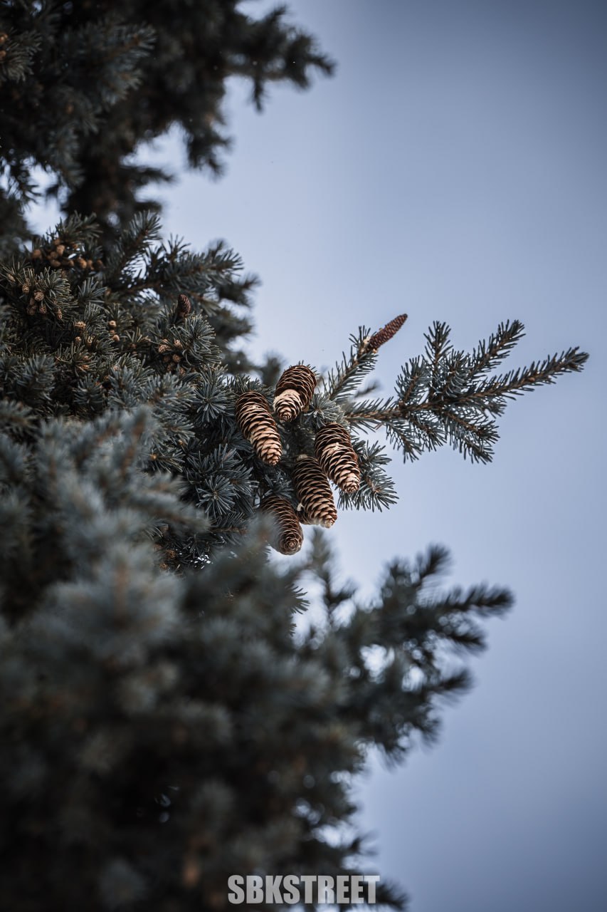 ❤️ 3 | 🌲 |➡️ sbkstreet | Сетка — социальная сеть от hh.ru