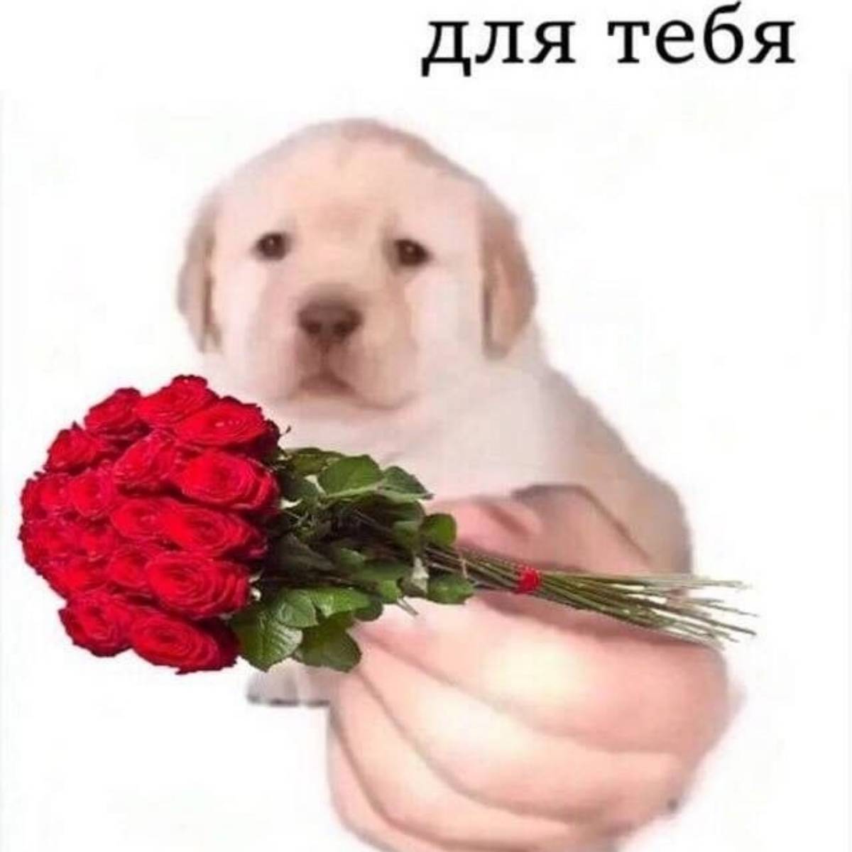 Василиса Коротаева | Сетка — социальная сеть от hh.ru