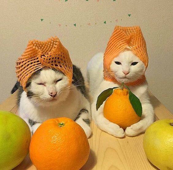 🍊 Россияне в среднем съедают 6 кг мандаринов в год
Аналитики считают, что в период новогодних праздников жители России потребляют около килограмма на человека в месяц | Сетка — социальная сеть от hh.ru