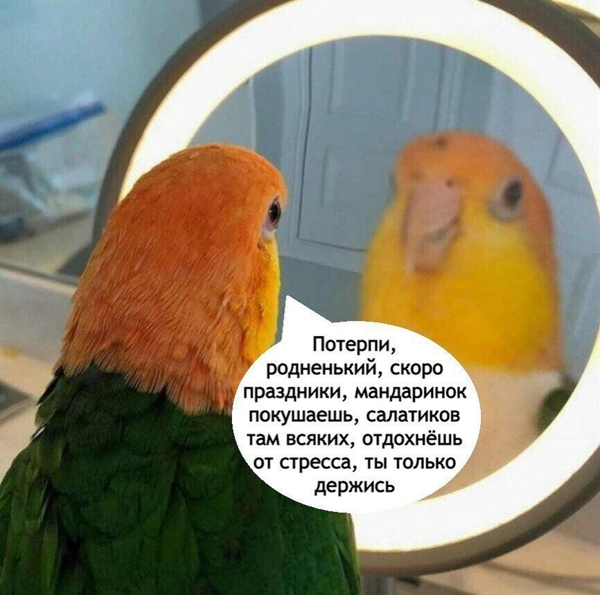Чёт уже и усталость накопилась. Ждём праздников. | Сетка — социальная сеть от hh.ru