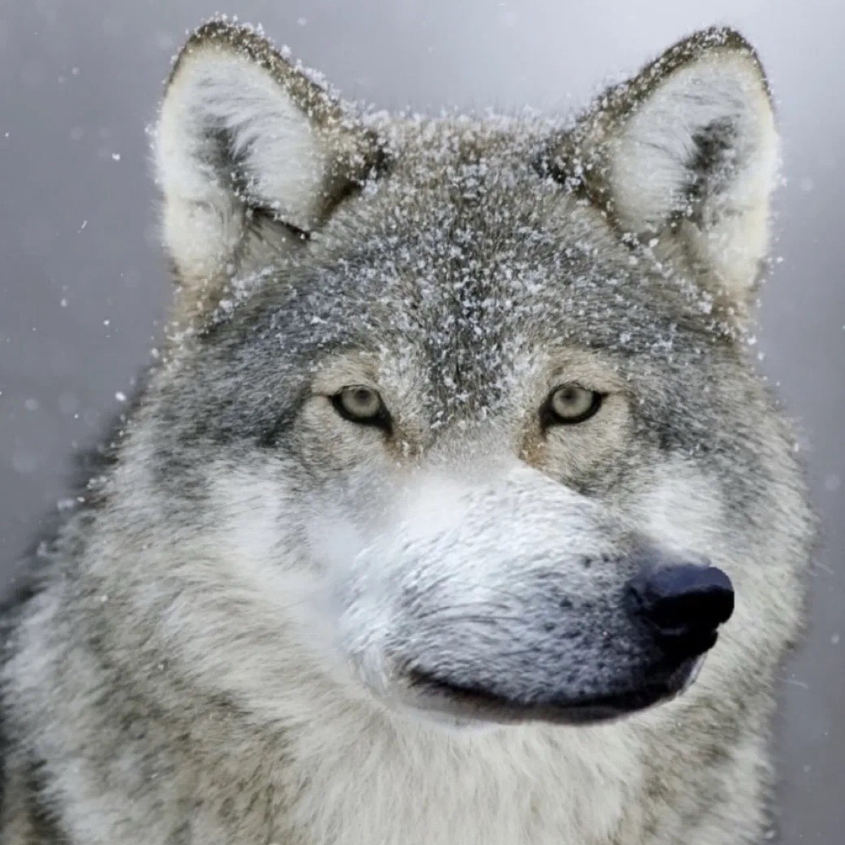 Герман Hr | Сетка — социальная сеть от hh.ru