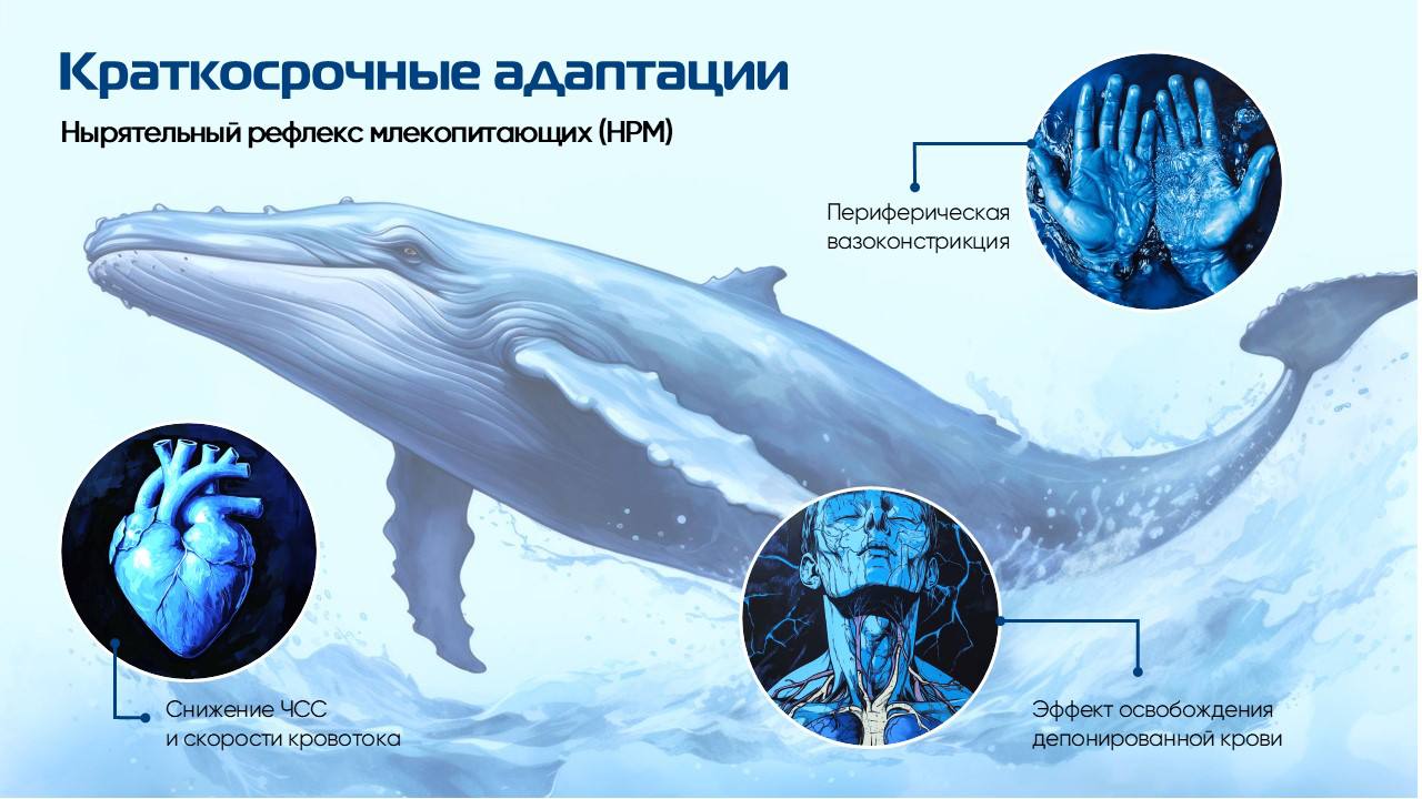 Закрыли еще один интересный проект с постоянным заказчиком
Только представьте, вы пришли на фридайвинг и вам вместо скучных некрасивых слайдов на обучении показывают наши | Сетка — социальная сеть от hh.ru