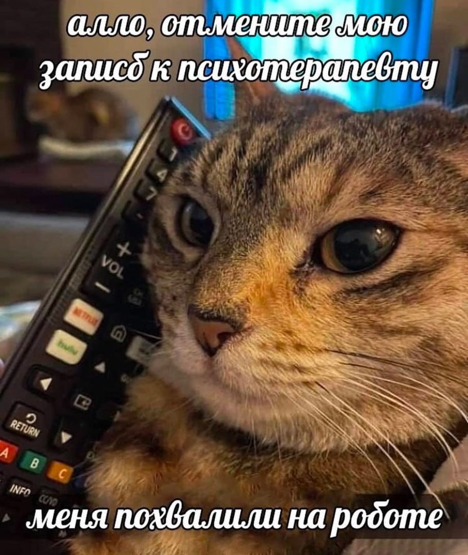 ➡️ отправь в телеге мем коллеге | Сетка — социальная сеть от hh.ru
