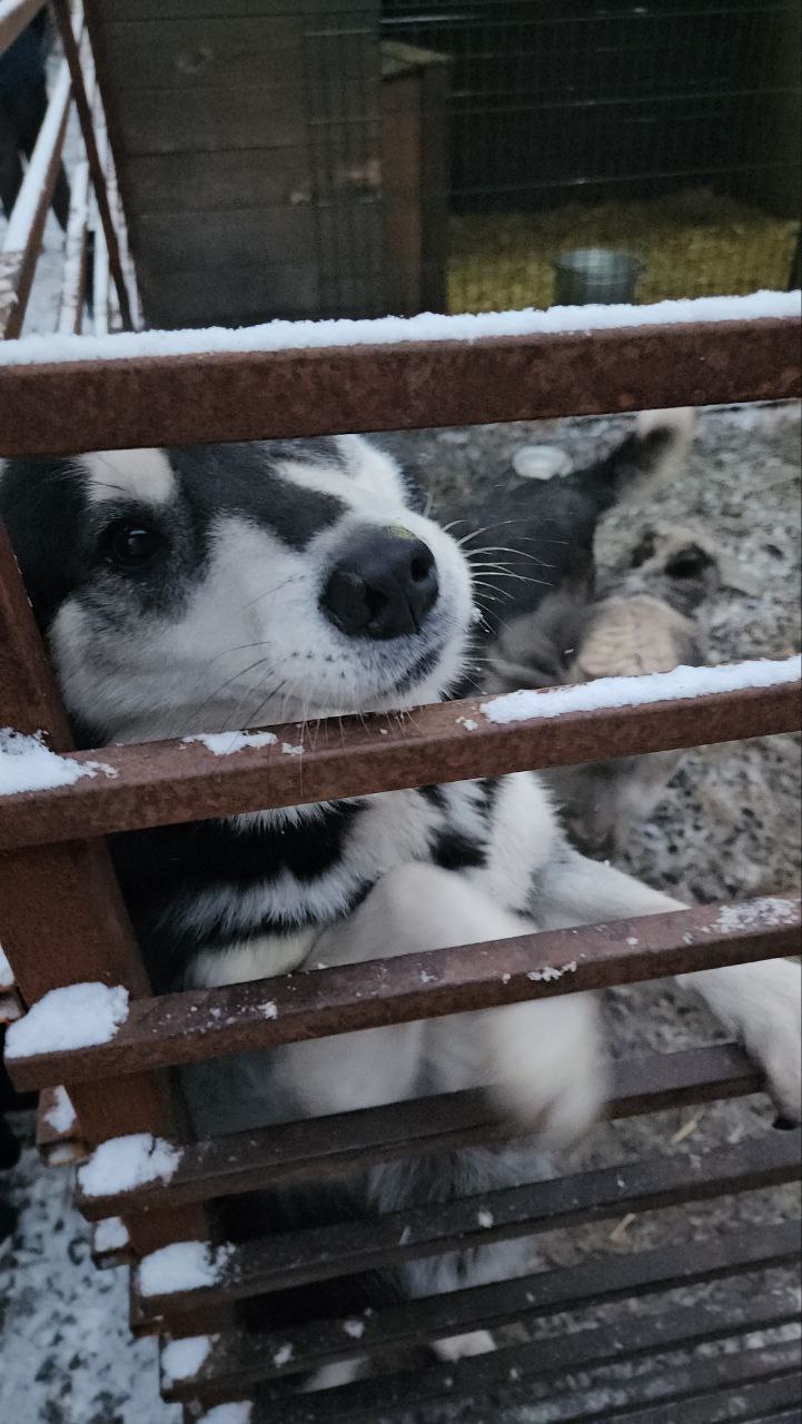 Мы с частью нашей команды сегодня ездили в собачий приют Того.❤️
Нагладили почти всех. Животным важна ласка. И забота | Сетка — социальная сеть от hh.ru