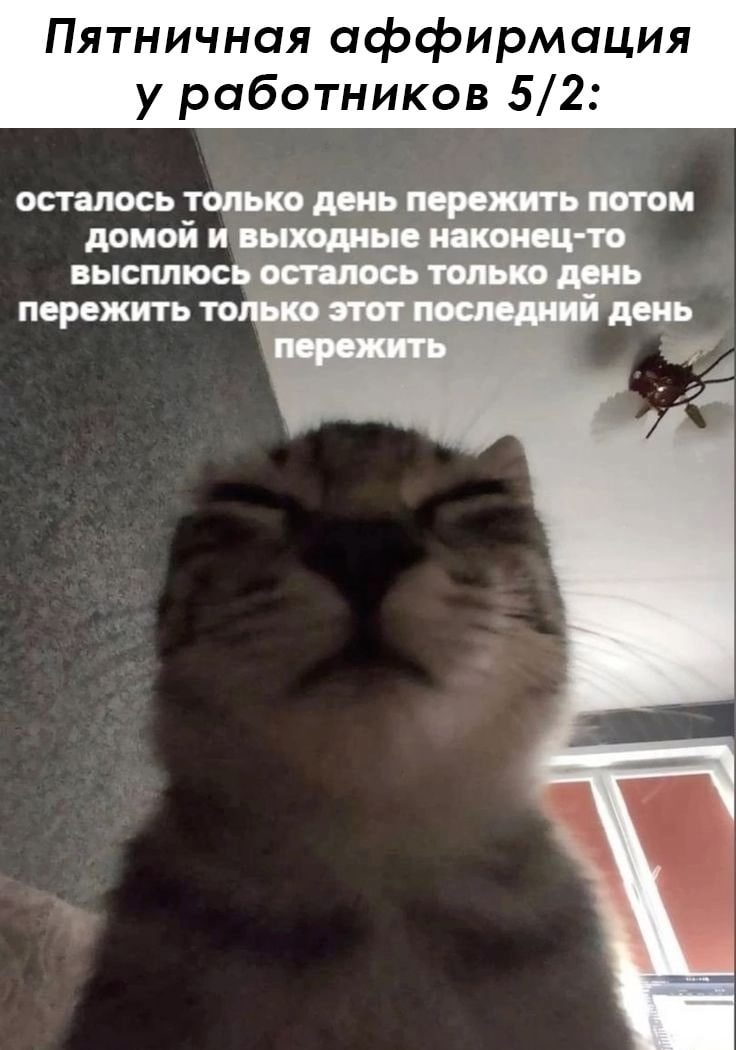 ➡️ отправь в телеге мем коллеге | Сетка — социальная сеть от hh.ru
