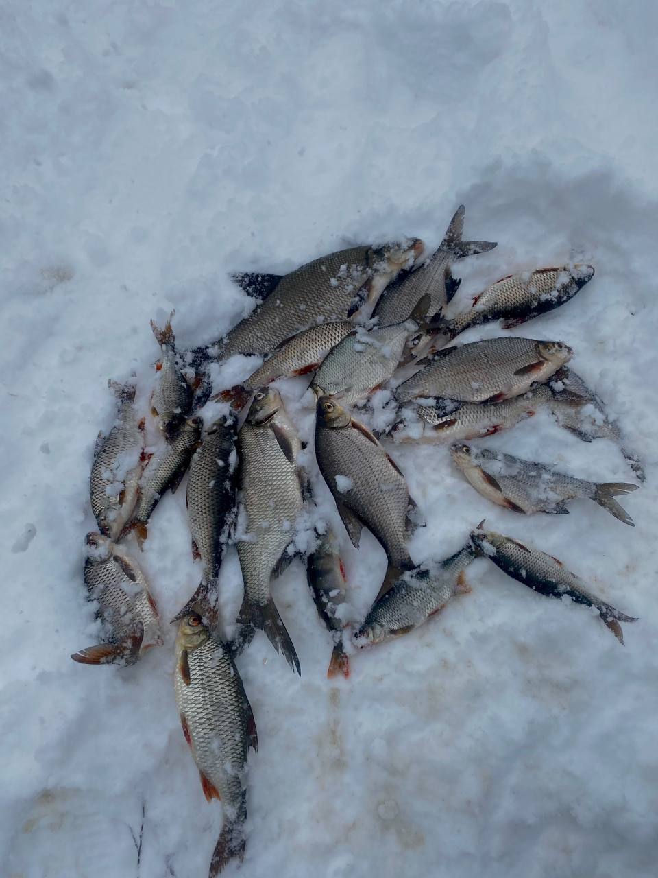 Приветствую, друзья Рыболовы ✌🏻
Побывал вновь на Десногорском Водохранилище, на том же месте, что и в прошлый раз! Только условия ловли были на много хуже: прохладный боковой ветер, очень много осадко... | Сетка — социальная сеть от hh.ru