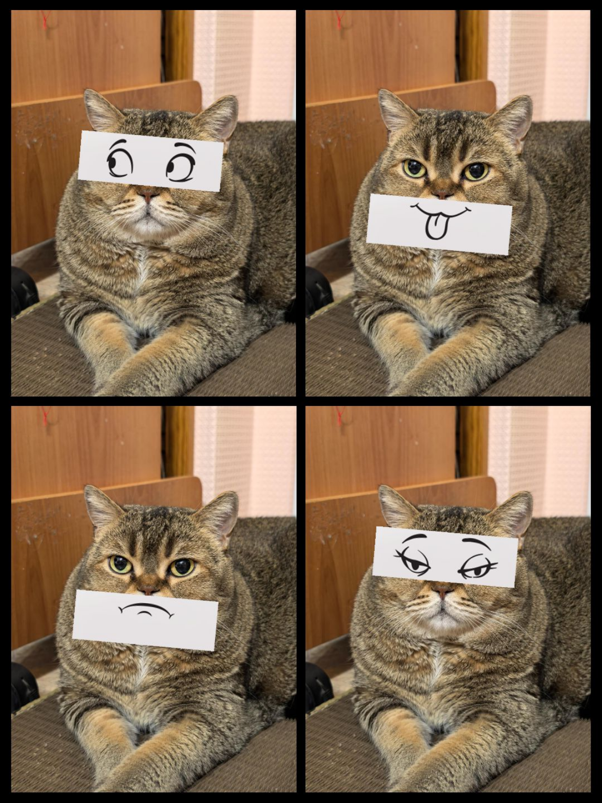 Пятничного котика вам в ленту 😸😽 
Всем хорошего настроения и позитивного предновогоднего  шоппинга в выходные ✨ 🎄
#котэ #безкотажизньнета | Сетка — социальная сеть от hh.ru
