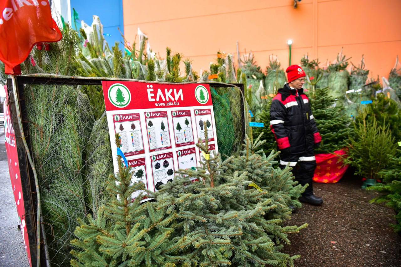 🎄В Подмосковье откроются 283 елочных базара
Там можно будет купить ели, сосны и пихты из Удмуртии и Пермского края
📲Подпишитесь на Вдвижении | Сетка — социальная сеть от hh.ru