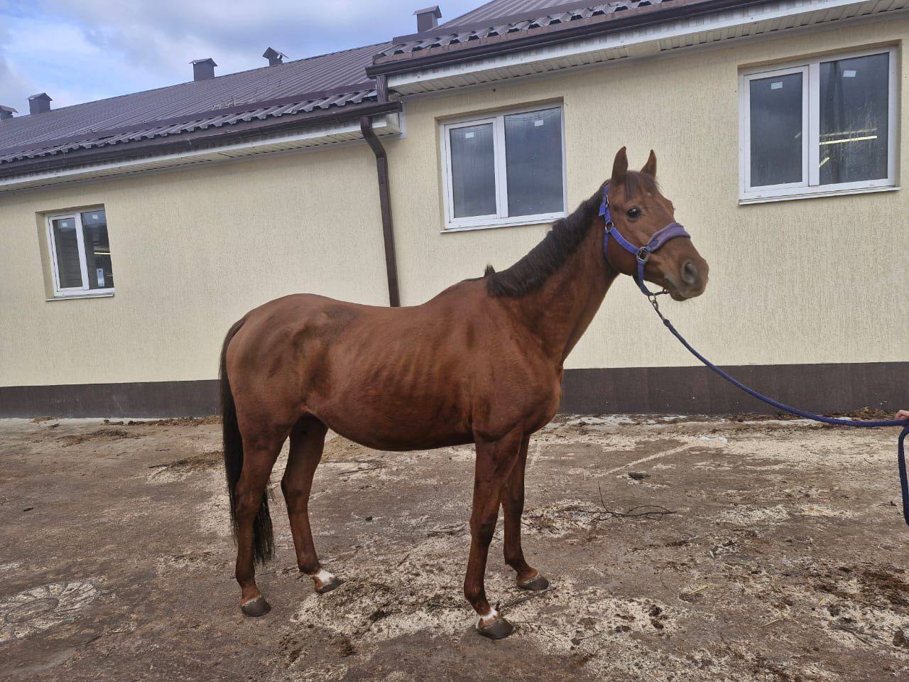 🐎На Ставрополье лечатся не только люди, но и кони
Больных астмой уральских скакунов привезли подлечить в наш Железноводск.
Хлопец и Пчёлка на реабилитации в краевой конноспортивной школе | Сетка — социальная сеть от hh.ru