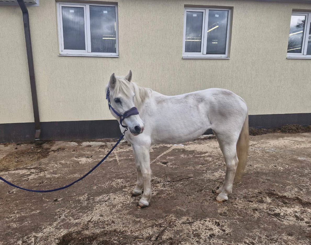 🐎На Ставрополье лечатся не только люди, но и кони
Больных астмой уральских скакунов привезли подлечить в наш Железноводск.
Хлопец и Пчёлка на реабилитации в краевой конноспортивной школе | Сетка — социальная сеть от hh.ru