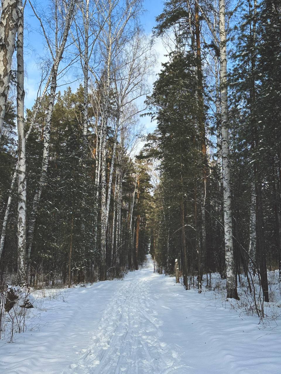 Сегодня открыли новую локацию для прогулок, 6 км по зимнему лесу натоптали🌲 пару раз почти заблудились, устали, но остались очень довольны своим походом 💪 а завершили день в красивом заведении под вку... | Сетка — социальная сеть от hh.ru