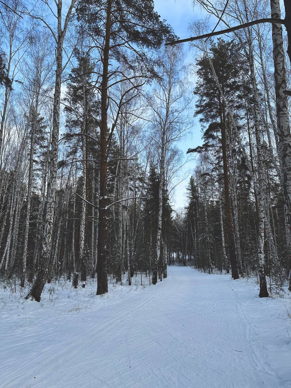Сегодня открыли новую локацию для прогулок, 6 км по зимнему лесу натоптали🌲 пару раз почти заблудились, устали, но остались очень довольны своим походом 💪 а завершили день в красивом заведении под вку... | Сетка — социальная сеть от hh.ru