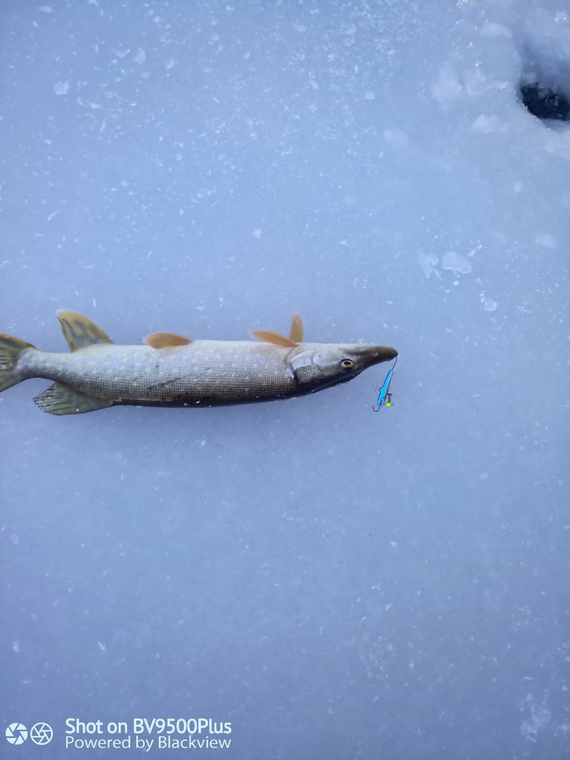 Всем зимникам крепкого льда под ногами!
Открыл сезон твердой воды. Хорошо отработали проверенные РАПАЛОВСКИЕ балансиры. Самый ходовой размер был 5, крупнее с собой не брал | Сетка — социальная сеть от hh.ru