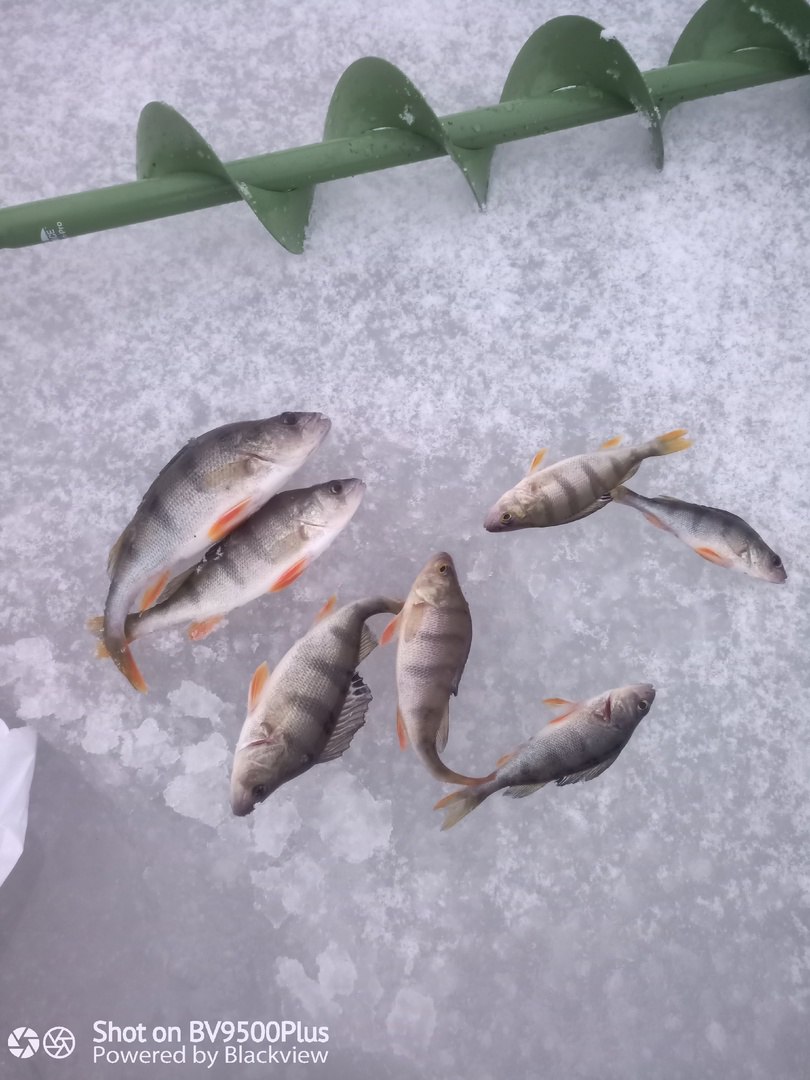 Всем зимникам крепкого льда под ногами!
Открыл сезон твердой воды. Хорошо отработали проверенные РАПАЛОВСКИЕ балансиры. Самый ходовой размер был 5, крупнее с собой не брал | Сетка — социальная сеть от hh.ru