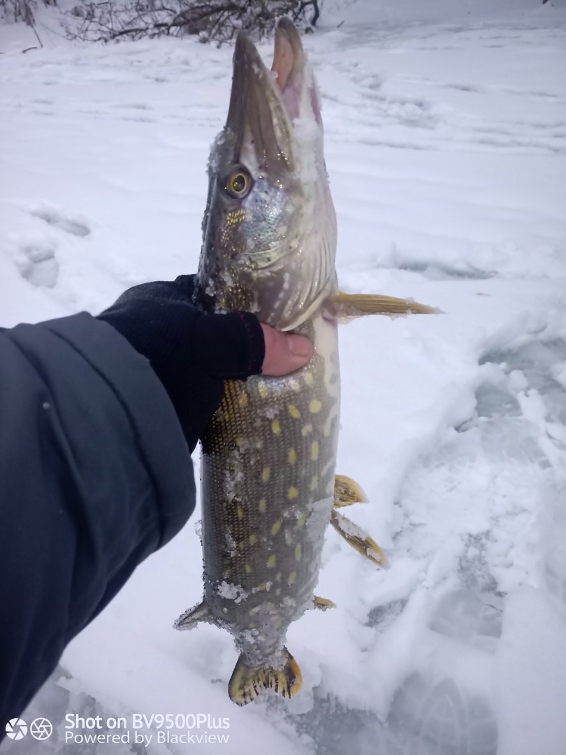Всем зимникам крепкого льда под ногами!
Открыл сезон твердой воды. Хорошо отработали проверенные РАПАЛОВСКИЕ балансиры. Самый ходовой размер был 5, крупнее с собой не брал | Сетка — социальная сеть от hh.ru