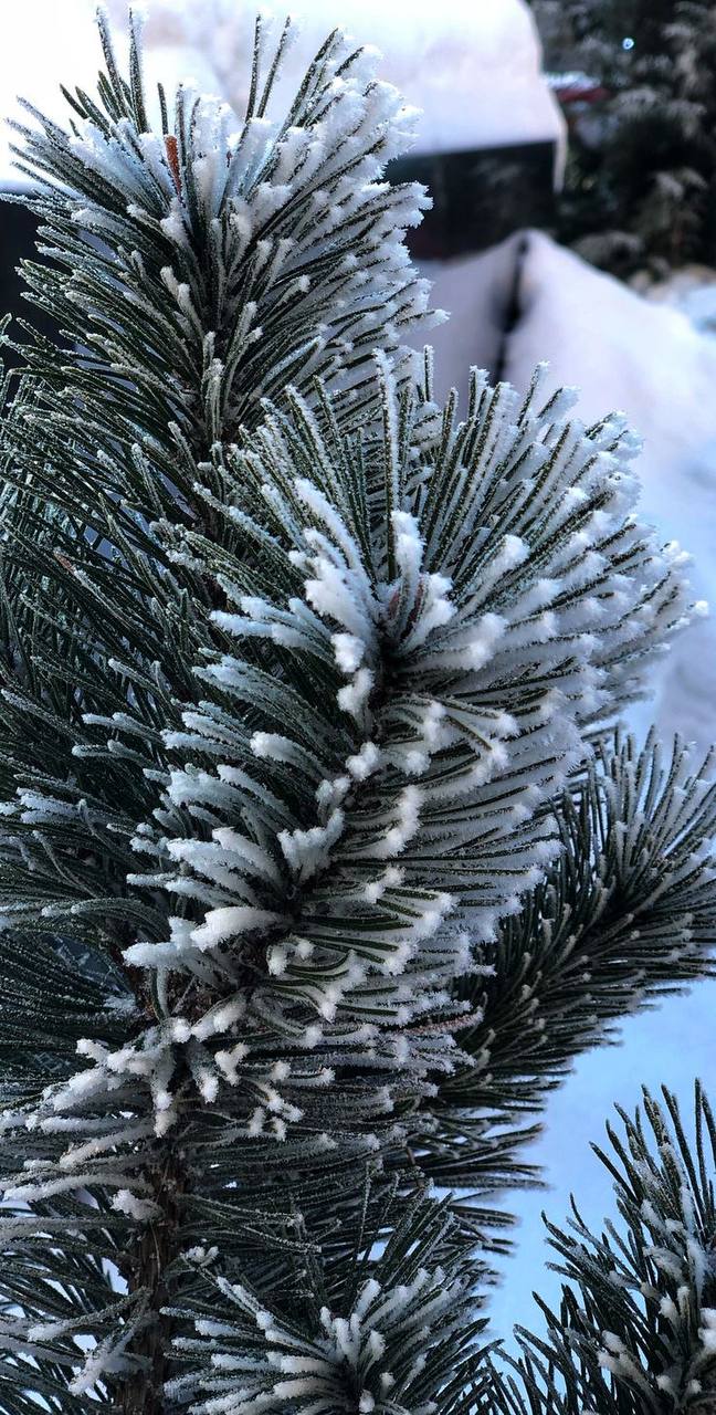 ❄️Аномальные холода наступят в Москве на следующей неделе
В четверг температура упадёт до -11°C, а в пятницу ночью — до -15°C
📲Подпишитесь на Вдвижении | Сетка — социальная сеть от hh.ru