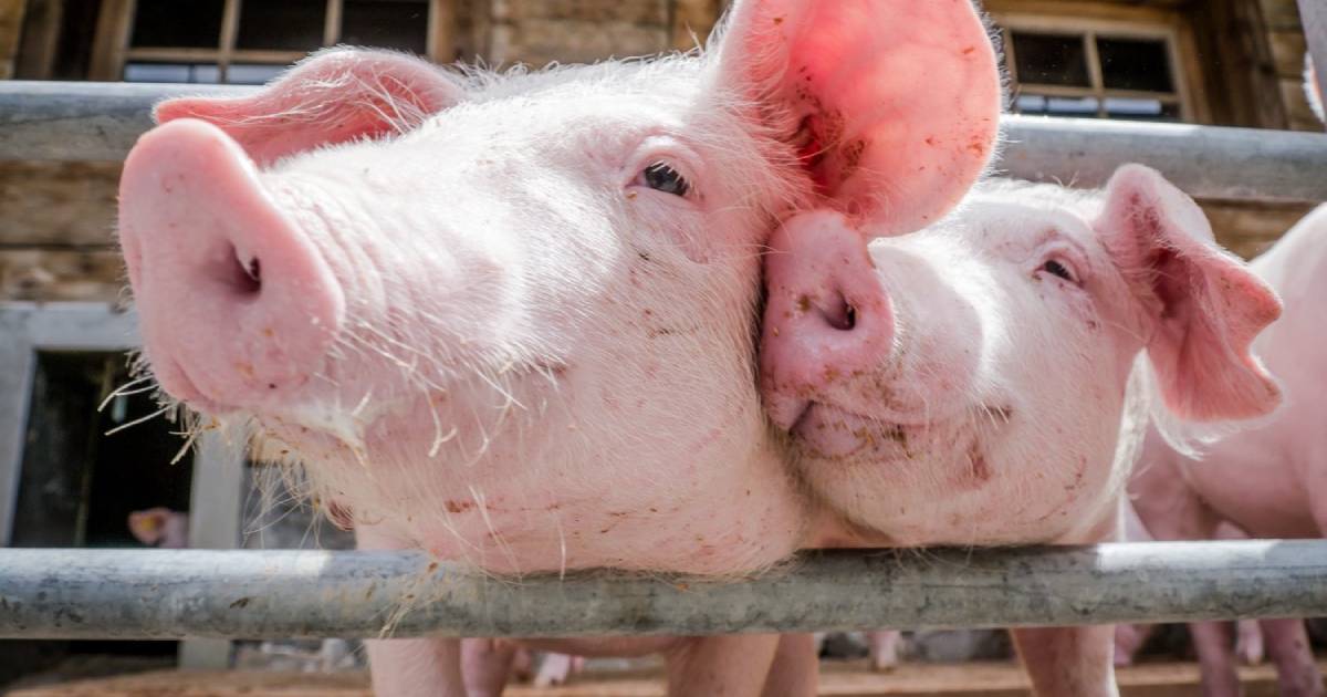 Детектив раскрыл аферу «забой свиней» и помог вернуть $500,000 | Сетка — социальная сеть от hh.ru
