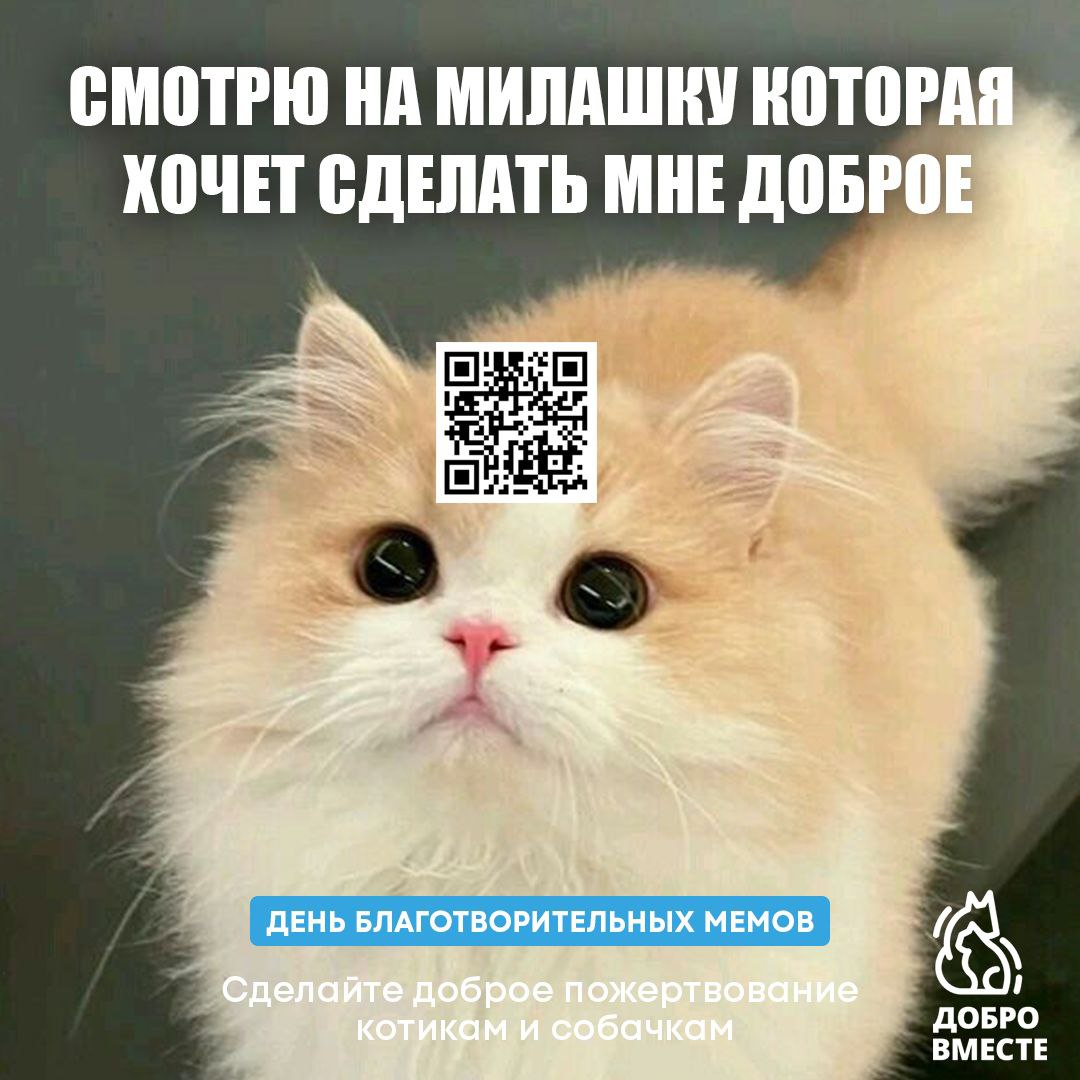 🥰Фонд помощи бездомным животным «Добро вместе» при поддержки агентства Affect запустили уникальный благотворительный проект, в котором знаменитые котики и песики из интернет-мемов объединились ради по... | Сетка — социальная сеть от hh.ru