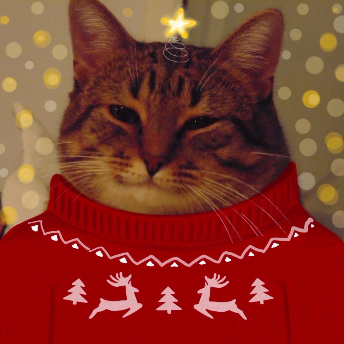 Анастасия Писарева