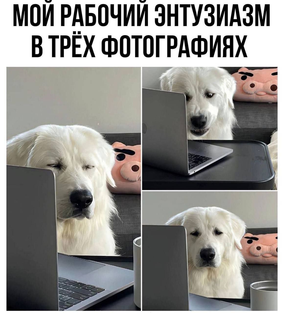 ➡️ отправь в телеге мем коллеге | Сетка — социальная сеть от hh.ru