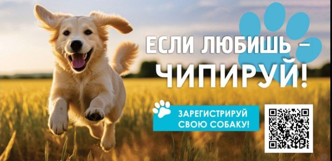 🐶В Барнауле выпустили социальную рекламу, которая напоминает владельцам собак о том, что их питомцев нужно регистрировать и ставить им метки.
Креативщики постарались с фотоссесией пёселей и слоганами | Сетка — социальная сеть от hh.ru