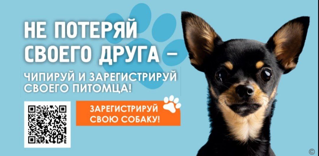 🐶В Барнауле выпустили социальную рекламу, которая напоминает владельцам собак о том, что их питомцев нужно регистрировать и ставить им метки.
Креативщики постарались с фотоссесией пёселей и слоганами | Сетка — социальная сеть от hh.ru