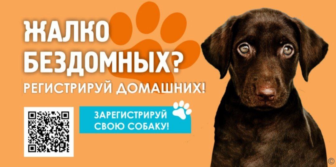 🐶В Барнауле выпустили социальную рекламу, которая напоминает владельцам собак о том, что их питомцев нужно регистрировать и ставить им метки.
Креативщики постарались с фотоссесией пёселей и слоганами | Сетка — социальная сеть от hh.ru