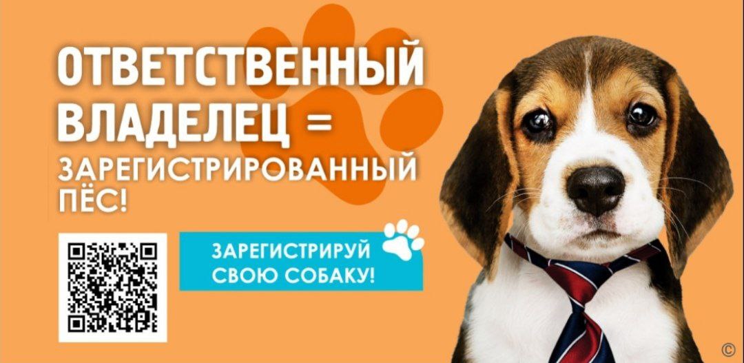 🐶В Барнауле выпустили социальную рекламу, которая напоминает владельцам собак о том, что их питомцев нужно регистрировать и ставить им метки.
Креативщики постарались с фотоссесией пёселей и слоганами | Сетка — социальная сеть от hh.ru
