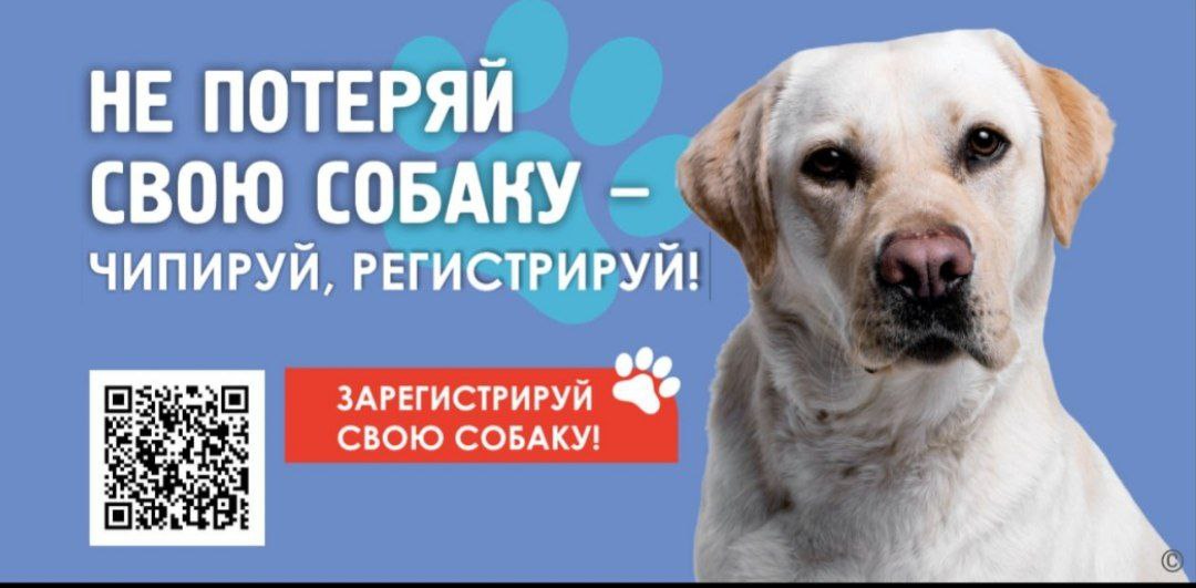🐶В Барнауле выпустили социальную рекламу, которая напоминает владельцам собак о том, что их питомцев нужно регистрировать и ставить им метки.
Креативщики постарались с фотоссесией пёселей и слоганами | Сетка — социальная сеть от hh.ru