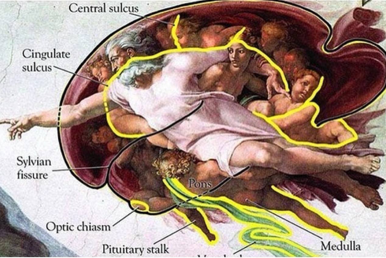 Когда Микеланджело создавал культовую фреску «Сотворение Адама» (1512) на потолке Сикстинской капеллы, он, спрятал анатомически точный контур человеческого мозга в развевающихся одеждах, окружающих Бо... | Сетка — социальная сеть от hh.ru