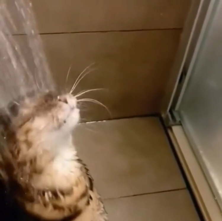 Котик 🐈 который любит купаться 💦 😁👍
Видео тут 👉 https://t.me/zestforlive/198
Залетайте 👇
В сетке https://set.ki/channel/CjfH43R
В телеграм https://t.me/hellogarag | Сетка — социальная сеть от hh.ru