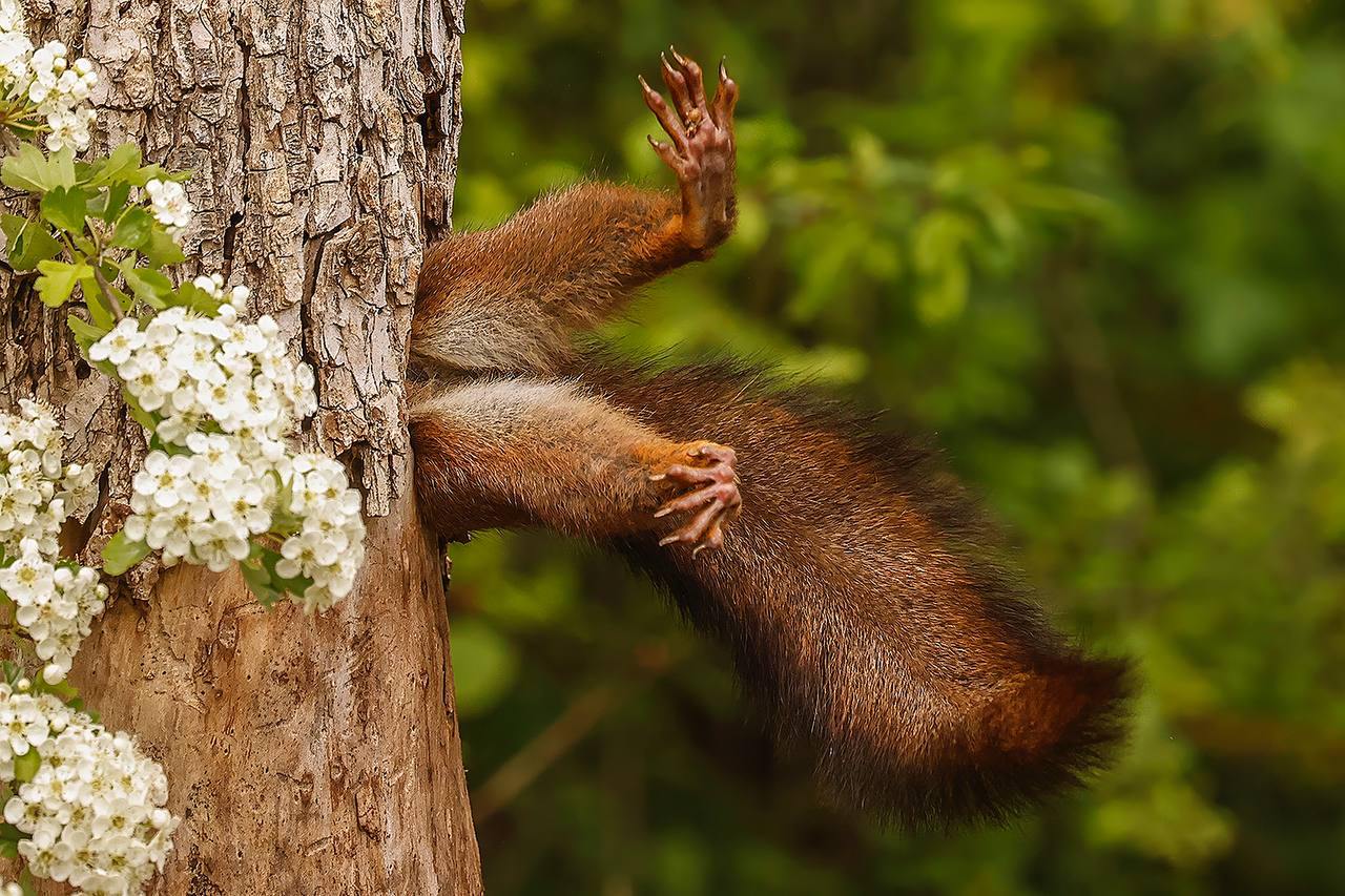 🐿 Самой забавной фотографией из жизни дикой природы 2024 года стала «Застрявшая белка»
Автор снимка — итальянский фотограф Милко Маркетти | Сетка — социальная сеть от hh.ru
