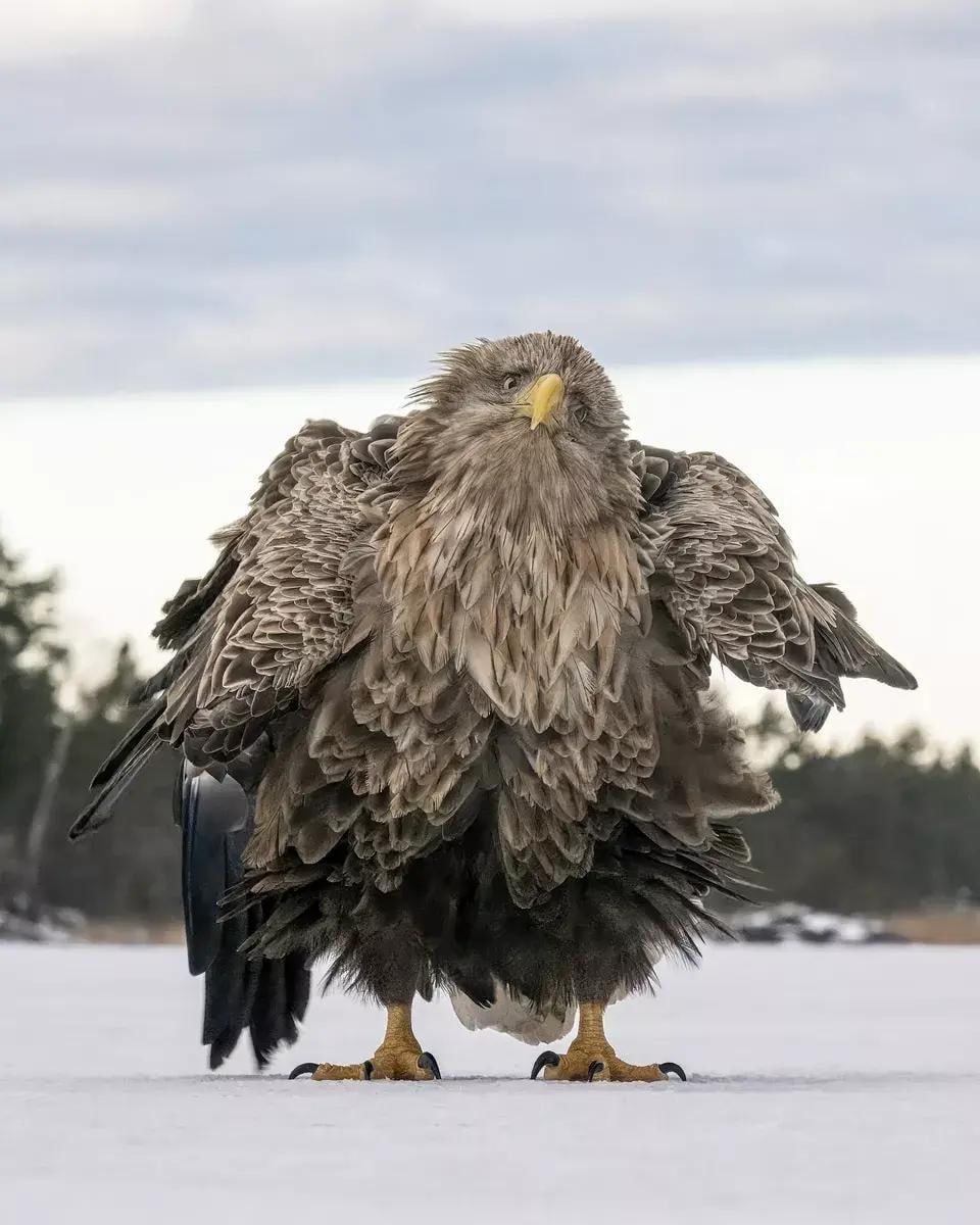 🐿 Самой забавной фотографией из жизни дикой природы 2024 года стала «Застрявшая белка»
Автор снимка — итальянский фотограф Милко Маркетти | Сетка — социальная сеть от hh.ru