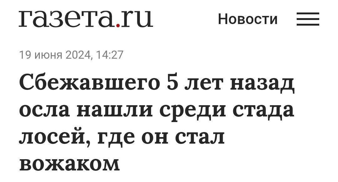 Когда фронтендер идёт работать тимлидом к джавистам. | Сетка — социальная сеть от hh.ru
