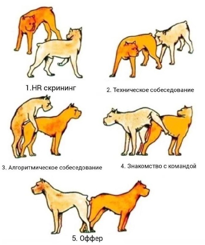 Памятка по найму в IT 😀 | Сетка — социальная сеть от hh.ru