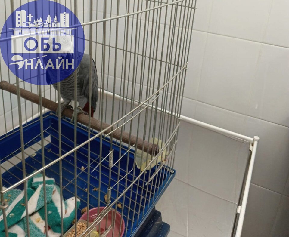 ↗ Попугая депортировали в Таджикистан из Новосибирска.
В Новосибирском аэропорту остановили пассажира из Таджикистана, который пытался нелегально провезти попугая Жако | Сетка — социальная сеть от hh.ru