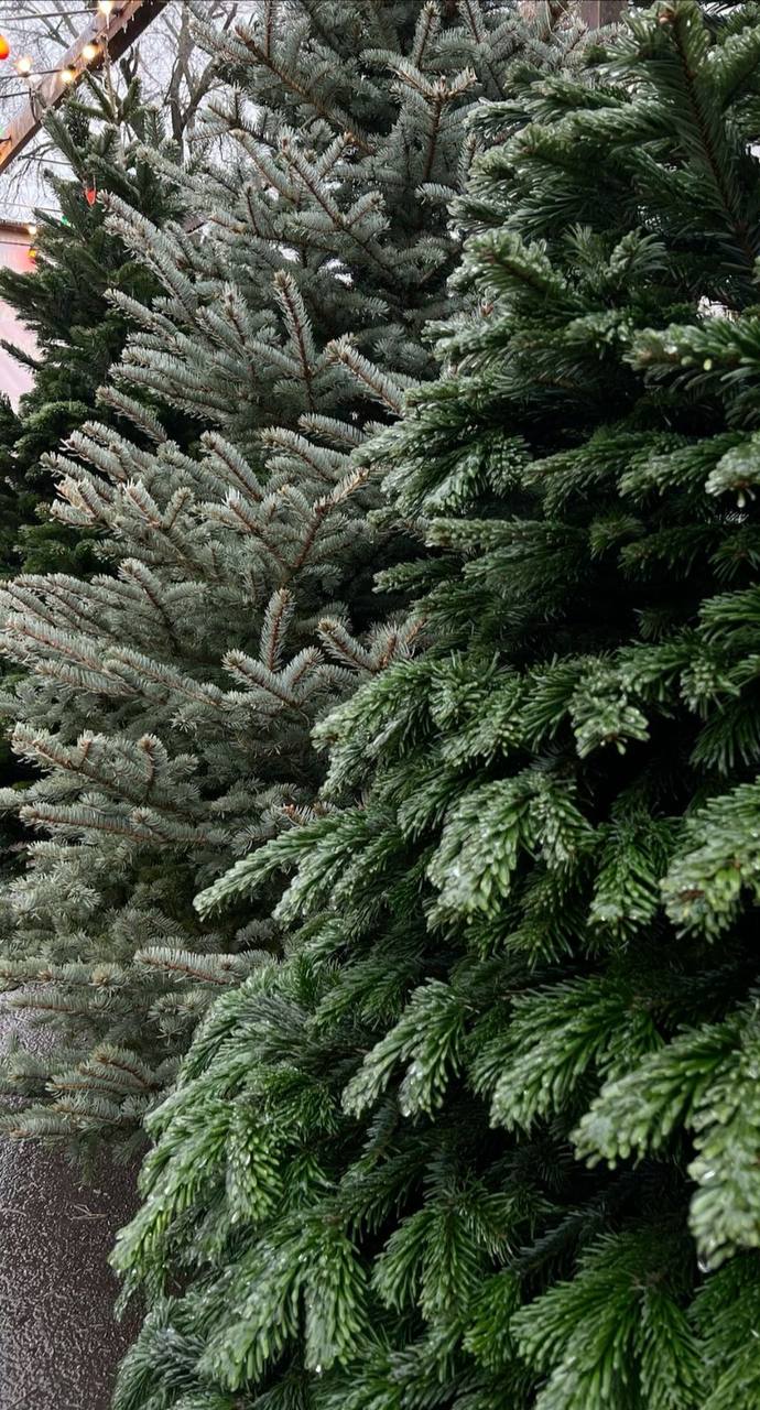 🎄Ёлочные базары заработали в каждом округе Москвы
В городе открылось 270 официальных точек, на которых можно купить ели, пихты, сосну и лапник
Они будут работать до 31 декабря
🗺Адреса базаров
📲Подпиши... | Сетка — социальная сеть от hh.ru