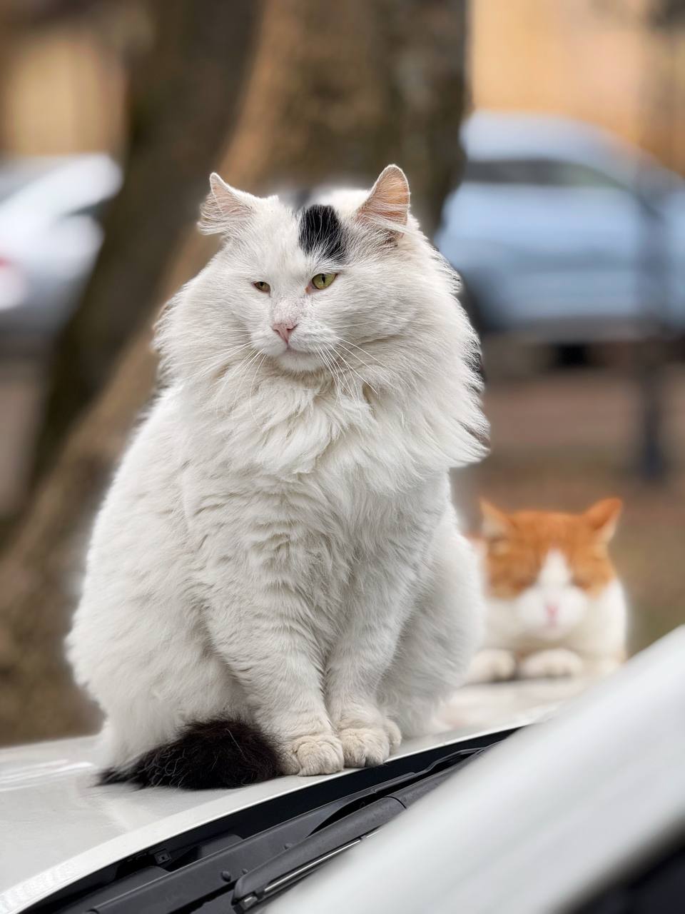 🐈Пушистый белый кот желает всем легкой рабочей недели
Осталось отработать 6 дней, а потом будут новогодние салаты и 11 дней отдыха!
📷@artemmeletov
@stavdvor | Сетка — социальная сеть от hh.ru
